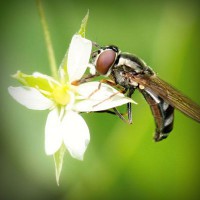 /album/naiframuslira/photolia-a02-jpg/