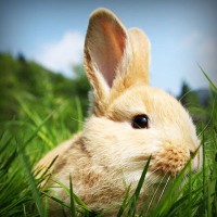 /album/naiframuslira/photolia-a03-jpg/