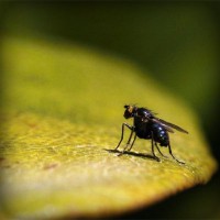 /album/naiframuslira/photolia-a07-jpg/