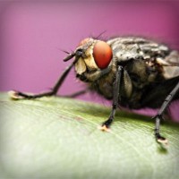 /album/naiframuslira/photolia-a08-jpg/